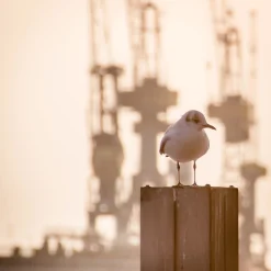 Foto "Kranmöwe" HH-089 10x10 - Kila